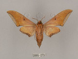 中文名:廣東鷹翅天蛾(2095-273)學名:Ambulyx kuangtungensis (Mell, 1922)(2095-273)中文別名:小鷹翅天蛾