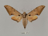 中文名:廣東鷹翅天蛾(2095-273)學名:Ambulyx kuangtungensis (Mell, 1922)(2095-273)中文別名:小鷹翅天蛾