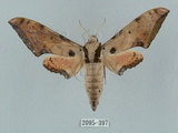 中文名:廣東鷹翅天蛾(2095-397)學名:Ambulyx kuangtungensis (Mell, 1922)(2095-397)中文別名:小鷹翅天蛾