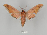 中文名:廣東鷹翅天蛾(2095-527)學名:Ambulyx kuangtungensis (Mell, 1922)(2095-527)中文別名:小鷹翅天蛾