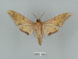 中文名:廣東鷹翅天蛾(2095-593)學名:Ambulyx kuangtungensis (Mell, 1922)(2095-593)中文別名:小鷹翅天蛾