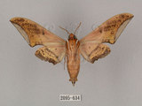 中文名:廣東鷹翅天蛾(2095-634)學名:Ambulyx kuangtungensis (Mell, 1922)(2095-634)中文別名:小鷹翅天蛾