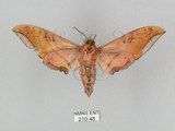 中文名:廣東鷹翅天蛾(210-48)學名:Ambulyx kuangtungensis (Mell, 1922)(210-48)中文別名:小鷹翅天蛾