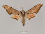 中文名:廣東鷹翅天蛾(2122-529)學名:Ambulyx kuangtungensis (Mell, 1922)(2122-529)中文別名:小鷹翅天蛾