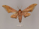 中文名:廣東鷹翅天蛾(2122-555)學名:Ambulyx kuangtungensis (Mell, 1922)(2122-555)中文別名:小鷹翅天蛾