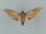 中文名:廣東鷹翅天蛾(2374-939)學名:Ambulyx kuangtungensis (Mell, 1922)(2374-939)中文別名:小鷹翅天蛾