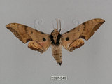 中文名:廣東鷹翅天蛾(2397-340)學名:Ambulyx kuangtungensis (Mell, 1922)(2397-340)中文別名:小鷹翅天蛾