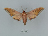 中文名:廣東鷹翅天蛾(2397-356)學名:Ambulyx kuangtungensis (Mell, 1922)(2397-356)中文別名:小鷹翅天蛾