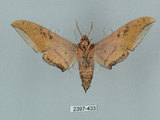 中文名:廣東鷹翅天蛾(2397-433)學名:Ambulyx kuangtungensis (Mell, 1922)(2397-433)中文別名:小鷹翅天蛾