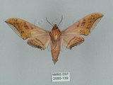 中文名:廣東鷹翅天蛾(2680-139)學名:Ambulyx kuangtungensis (Mell, 1922)(2680-139)中文別名:小鷹翅天蛾