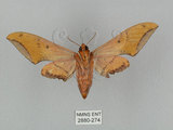 中文名:廣東鷹翅天蛾(2880-274)學名:Ambulyx kuangtungensis (Mell, 1922)(2880-274)中文別名:小鷹翅天蛾