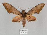 中文名:廣東鷹翅天蛾(2909-120)學名:Ambulyx kuangtungensis (Mell, 1922)(2909-120)中文別名:小鷹翅天蛾