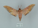 中文名:廣東鷹翅天蛾(2948-336)學名:Ambulyx kuangtungensis (Mell, 1922)(2948-336)中文別名:小鷹翅天蛾