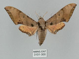 中文名:廣東鷹翅天蛾(3101-300)學名:Ambulyx kuangtungensis (Mell, 1922)(3101-300)中文別名:小鷹翅天蛾