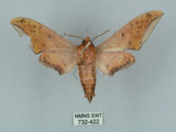 中文名:廣東鷹翅天蛾(732-422)學名:Ambulyx kuangtungensis (Mell, 1922)(732-422)中文別名:小鷹翅天蛾