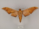 中文名:鷹翅天蛾(1116-37)學名:Ambulyx ochracea Bulter, 1885(1116-37)中文別名:裂斑鷹翅天蛾