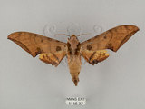 中文名:鷹翅天蛾(1116-37)學名:Ambulyx ochracea Bulter, 1885(1116-37)中文別名:裂斑鷹翅天蛾