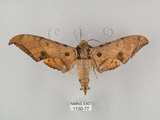 中文名:鷹翅天蛾(1130-77)學名:Ambulyx ochracea Bulter, 1885(1130-77)中文別名:裂斑鷹翅天蛾