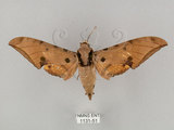 中文名:鷹翅天蛾(1131-51)學名:Ambulyx ochracea Bulter, 1885(1131-51)中文別名:裂斑鷹翅天蛾