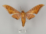 中文名:鷹翅天蛾(1142-26)學名:Ambulyx ochracea Bulter, 1885(1142-26)中文別名:裂斑鷹翅天蛾