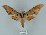 中文名:鷹翅天蛾(1142-26)學名:Ambulyx ochracea Bulter, 1885(1142-26)中文別名:裂斑鷹翅天蛾
