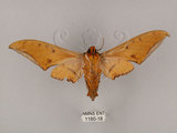 中文名:鷹翅天蛾(1180-18)學名:Ambulyx ochracea Bulter, 1885(1180-18)中文別名:裂斑鷹翅天蛾