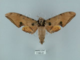 中文名:鷹翅天蛾(1180-21)學名:Ambulyx ochracea Bulter, 1885(1180-21)中文別名:裂斑鷹翅天蛾