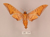 中文名:鷹翅天蛾(1282-1340)學名:Ambulyx ochracea Bulter, 1885(1282-1340)中文別名:裂斑鷹翅天蛾