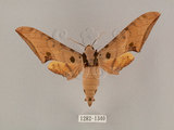 中文名:鷹翅天蛾(1282-1340)學名:Ambulyx ochracea Bulter, 1885(1282-1340)中文別名:裂斑鷹翅天蛾