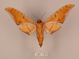 中文名:鷹翅天蛾(1282-1350)學名:Ambulyx ochracea Bulter, 1885(1282-1350)中文別名:裂斑鷹翅天蛾