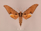 中文名:鷹翅天蛾(1282-1350)學名:Ambulyx ochracea Bulter, 1885(1282-1350)中文別名:裂斑鷹翅天蛾