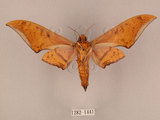 中文名:鷹翅天蛾(1282-1441)學名:Ambulyx ochracea Bulter, 1885(1282-1441)中文別名:裂斑鷹翅天蛾
