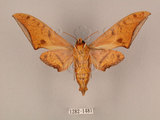 中文名:鷹翅天蛾(1282-1481)學名:Ambulyx ochracea Bulter, 1885(1282-1481)中文別名:裂斑鷹翅天蛾