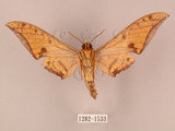 中文名:鷹翅天蛾(1282-1533)學名:Ambulyx ochracea Bulter, 1885(1282-1533)中文別名:裂斑鷹翅天蛾