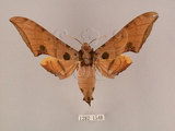 中文名:鷹翅天蛾(1282-1548)學名:Ambulyx ochracea Bulter, 1885(1282-1548)中文別名:裂斑鷹翅天蛾