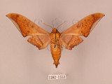 中文名:鷹翅天蛾(1282-1553)學名:Ambulyx ochracea Bulter, 1885(1282-1553)中文別名:裂斑鷹翅天蛾