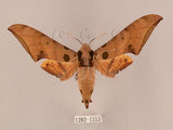 中文名:鷹翅天蛾(1282-1553)學名:Ambulyx ochracea Bulter, 1885(1282-1553)中文別名:裂斑鷹翅天蛾