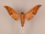 中文名:鷹翅天蛾(1282-1558)學名:Ambulyx ochracea Bulter, 1885(1282-1558)中文別名:裂斑鷹翅天蛾