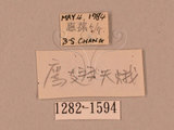中文名:鷹翅天蛾(1282-1594)