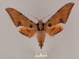 中文名:鷹翅天蛾(1282-1594)學名:Ambulyx ochracea Bulter, 1885(1282-1594)中文別名:裂斑鷹翅天蛾