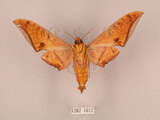 中文名:鷹翅天蛾(1282-1612)學名:Ambulyx ochracea Bulter, 1885(1282-1612)中文別名:裂斑鷹翅天蛾