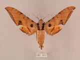 中文名:鷹翅天蛾(1282-1612)學名:Ambulyx ochracea Bulter, 1885(1282-1612)中文別名:裂斑鷹翅天蛾
