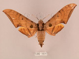 中文名:鷹翅天蛾(1282-1614)學名:Ambulyx ochracea Bulter, 1885(1282-1614)中文別名:裂斑鷹翅天蛾