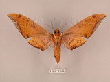 中文名:鷹翅天蛾(1282-1622)學名:Ambulyx ochracea Bulter, 1885(1282-1622)中文別名:裂斑鷹翅天蛾
