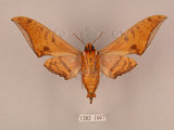 中文名:鷹翅天蛾(1282-1667)學名:Ambulyx ochracea Bulter, 1885(1282-1667)中文別名:裂斑鷹翅天蛾