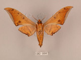 中文名:鷹翅天蛾(1282-1694)學名:Ambulyx ochracea Bulter, 1885(1282-1694)中文別名:裂斑鷹翅天蛾