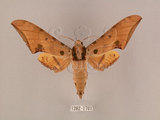 中文名:鷹翅天蛾(1282-1701)學名:Ambulyx ochracea Bulter, 1885(1282-1701)中文別名:裂斑鷹翅天蛾