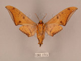 中文名:鷹翅天蛾(1282-1715)學名:Ambulyx ochracea Bulter, 1885(1282-1715)中文別名:裂斑鷹翅天蛾