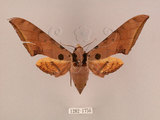 中文名:鷹翅天蛾(1282-1756)學名:Ambulyx ochracea Bulter, 1885(1282-1756)中文別名:裂斑鷹翅天蛾