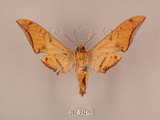 中文名:鷹翅天蛾(1282-24276)學名:Ambulyx ochracea Bulter, 1885(1282-24276)中文別名:裂斑鷹翅天蛾